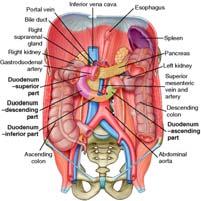 and Physiology (Cont d) Liver, Gallbladder, and