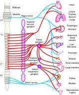 Anatomy and Physiology (Cont d) GI tract Visceral pain Activation of pain receptors enclosed within