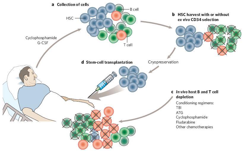 Autoreactive T Cell