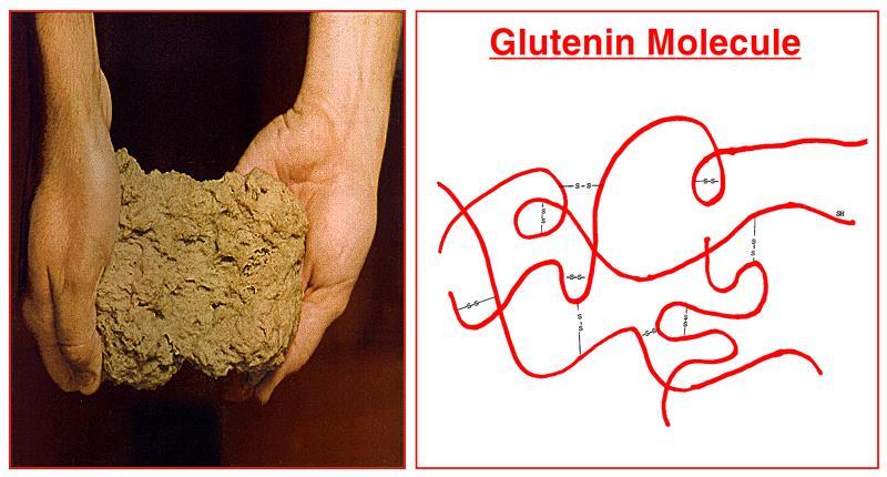 Glutenin structure and characteristics Gliadin,