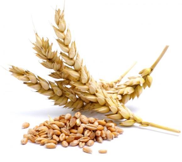Protein determination methods Wheat