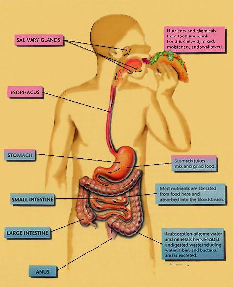 nutrients from food, the absorption of nutrients into the cells, and the excretion of wastes in the feces. Hegarty, V.