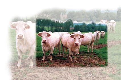 EUROPEAN COMMISSION REPORT ON THE MONITORING AND TESTING OF BOVINE