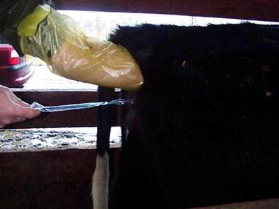 In older animals acute BVDv infection can reduce milk yield, increase the risk of clinical mastitis and retained foetal membranes, and increase somatic cell counts.