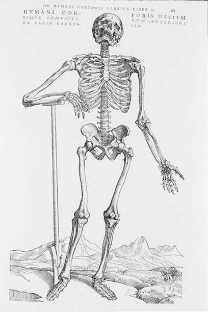 2 Bone Resorption Figure 1.1 The skeleton as interpreted by Vesalius.