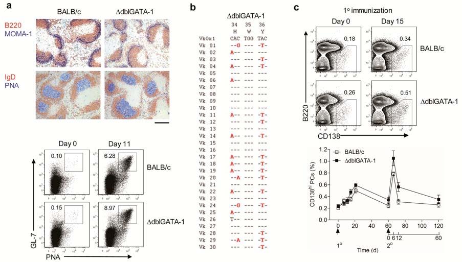 Supplementary Figure 10 Normal initial immune response in dblgata-1 mice. BALB/c and dblgata-1 mice were immunized i.p. with phox-csa in alum.