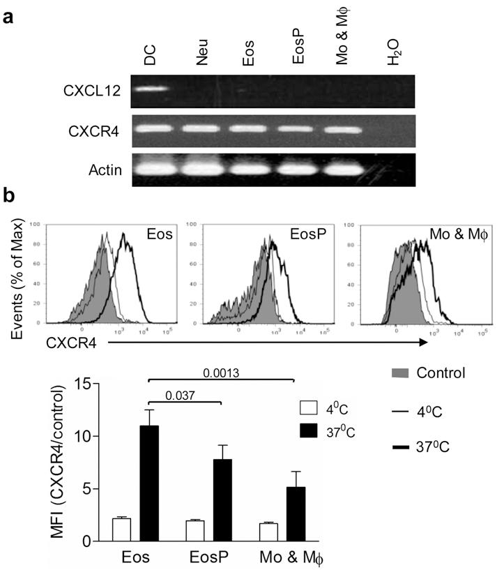 Supplementary Figure 5 BM eosinophils do not produce CXCL12, but express CXCR4. (a) BM cell subsets were sorted and CXCL12 and CXCR4 transcripts determined by RT-PCR.