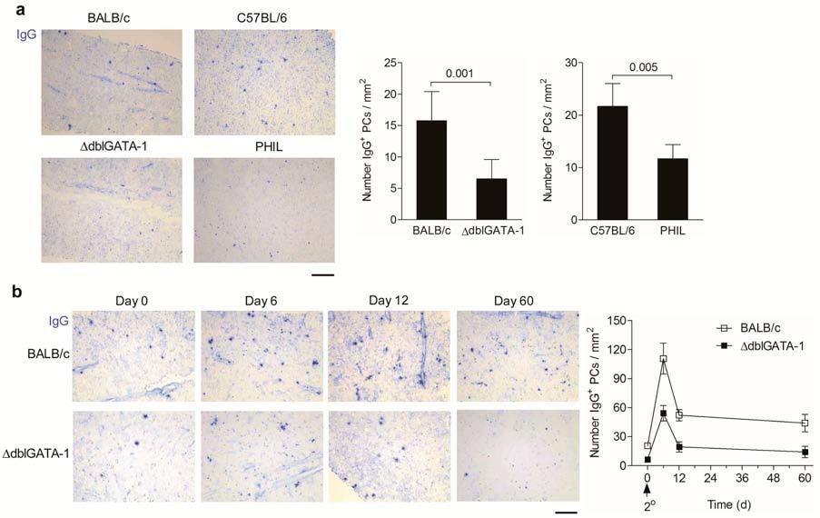Supplementary Figure 7 Plasma cell accumulation in the BM is impaired in eosinophil-deficient mice.