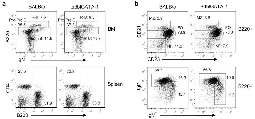 Supplementary Figure 8 B cell development in dblgata-1 mice is normal. (a) BM and spleen cell suspensions were stained with anti-b220 and IgM or CD4, respectively.