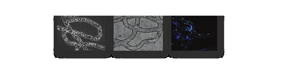 The SynVivo 3D tissue models have been extensively validated for oncology, neuroscience, inflammation and toxicology