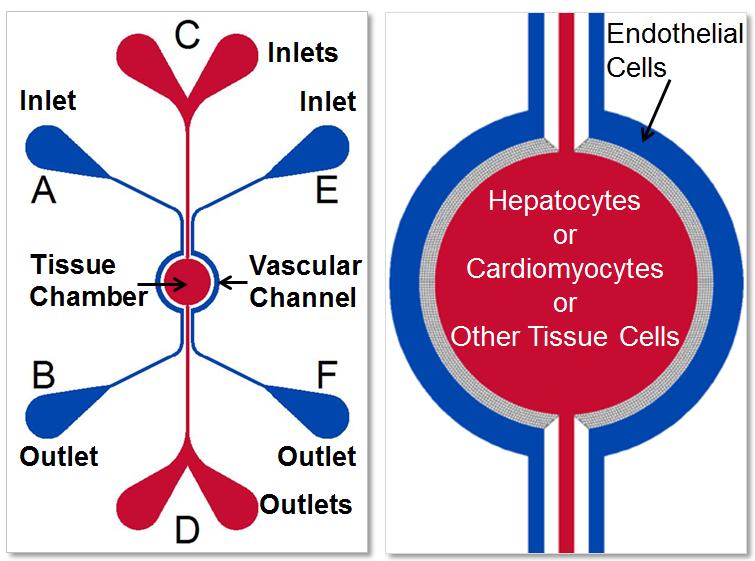 Peripheral hepatocytes show severe toxicity. Drug toxicity on cardiac cells.