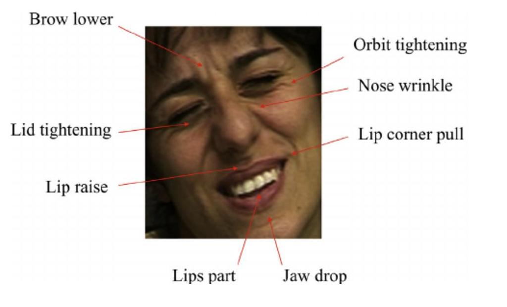 Science behind the epat Facial Action Coding System (FACS) Catalogue of facial expressions Used to describe changes, contraction, or relaxation of facial muscles Each facial muscle movement is