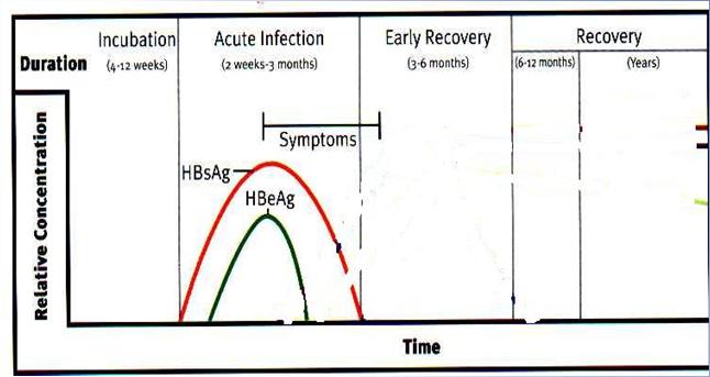 HBV Markers Hepatitis B surface Antigen