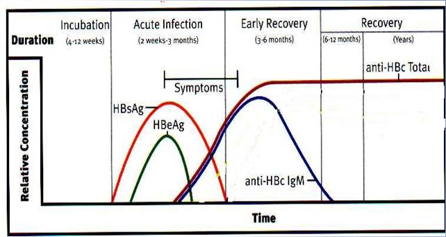 B core antigen Hepatitis B e Antigen