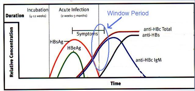 anti-hbc : Reactive anti-hbc IgM : Reactive / Non-reactive anti-hbc IgM Reactive = Recent infection Window period Patient should be considered infectious Non reactive = Past HBV and loss of