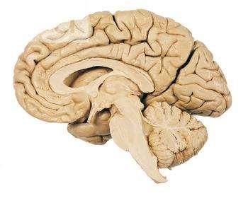 Brain Regions cerebral hemispheres