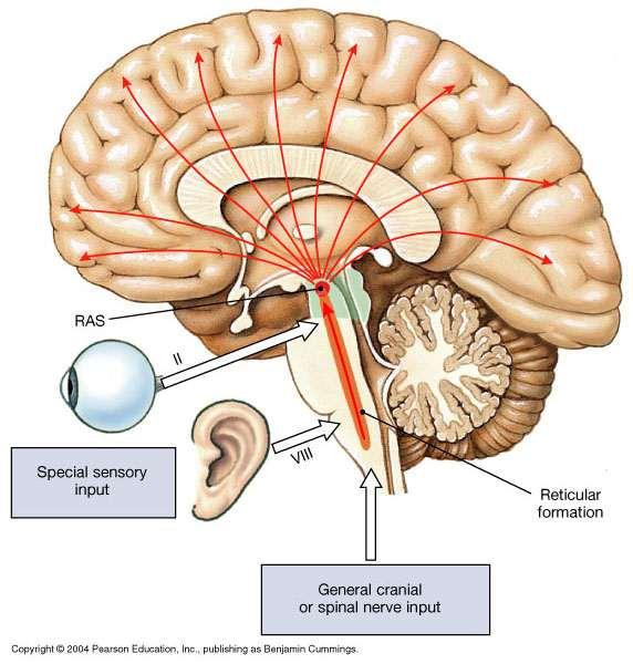The Reticular Formation (RAS) Extends through the brain stem & connects with the cerebrum aides in the arousal of the brain through extensive axonal connections acts as a filter for sensory