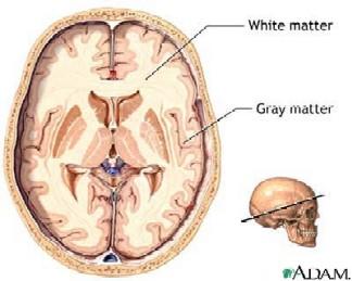 Grey and white matter! Grey matter " cortex " unmyelinated nerve cells!