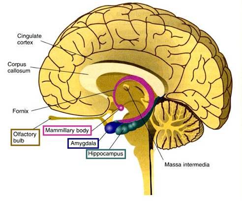 Subcortical structures: basal ganglia, the limbic system and the