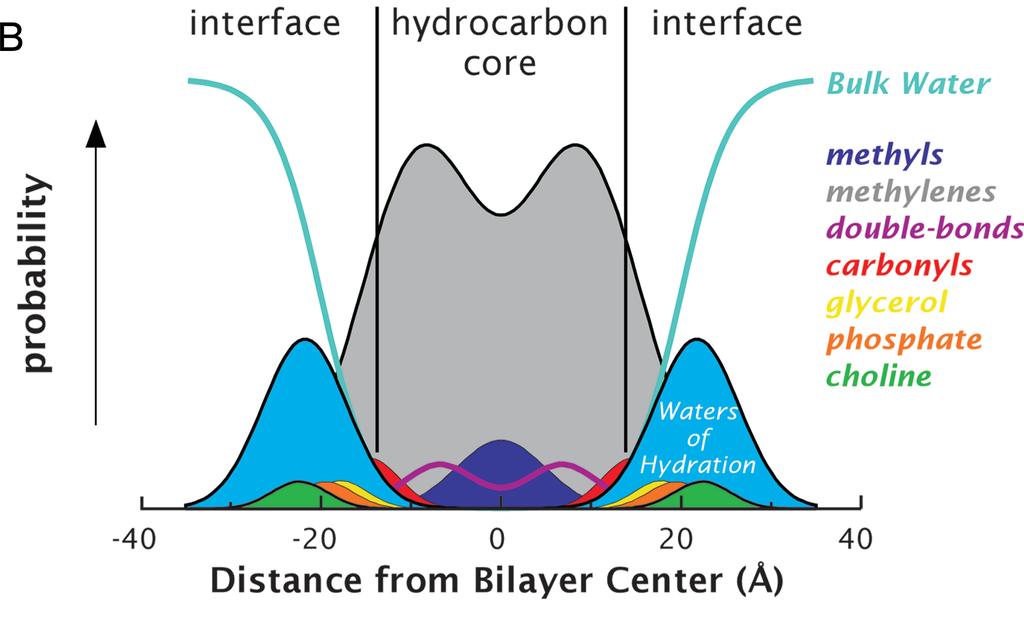 Summary of Bilayer Structure Distribution of Membrane Components Describe the distribution of the components