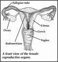 Female Reproductive System Parts and Functions LABIA CLITORIS Vaginal Opening HYMEN VAGINA CERVIX Uterus FALLOPIAN TUBES OVARIES Ova (Egg) Folds of skin that surround the vaginal opening Highly