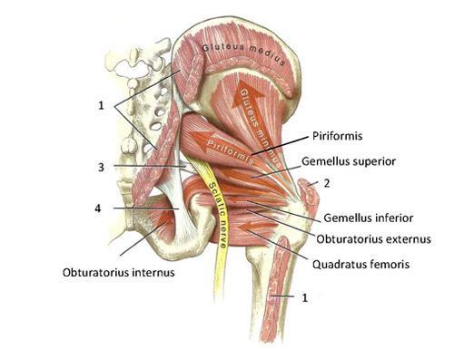 To summarize some main points on the muscles of the gluteal region: Most of the