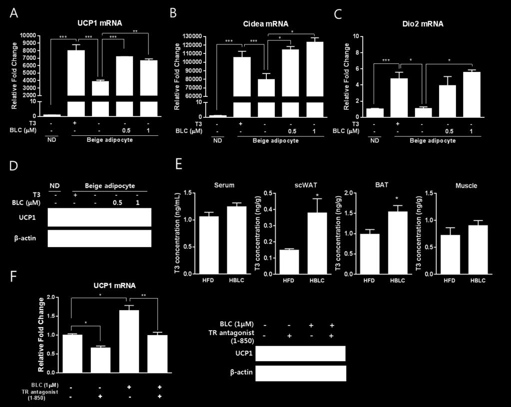 Quantitative RT-PCR analysis of UCP1 (A), PGC1α (B), and Dio2 (C) mrna expression, as well as western blotting for UCP1 (D), in SVF-differentiated adipocytes.