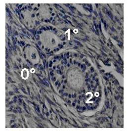 Oocyte development in cattle: physiological and genetic aspects 115 Figure 4 - Number of oocytes recovered during 11 serial ovum pick up sessions for