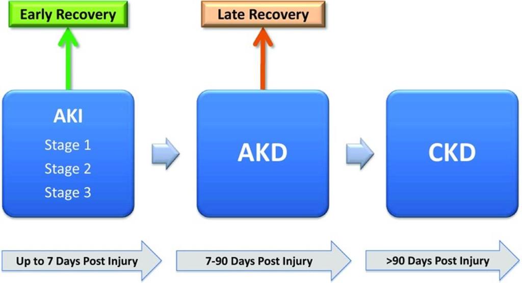 Renal Recovery After CKD Clin J Am Soc Nephrol.