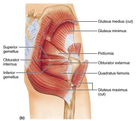 GLUTEAL