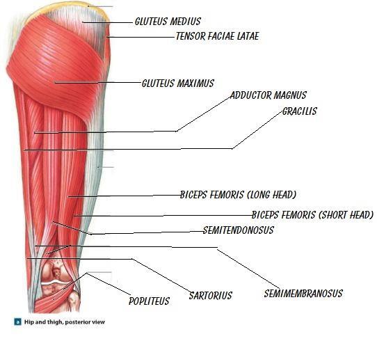 HAMSTRING MUSCLES POSTERIOR THIGH GROUP The hamstring muscles flex