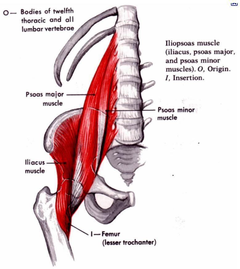 ANTERIOR GROUP MUSCLE