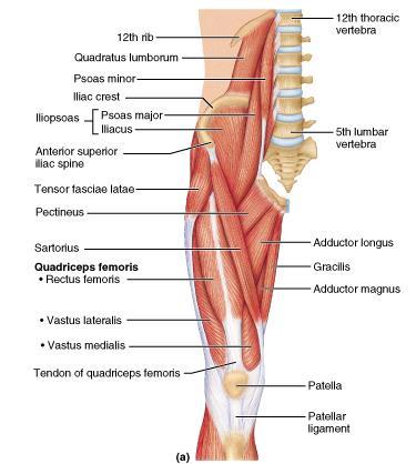 ANTERIOR MUSCLES GROUP THAT MOVE THE KNEE JOINT The