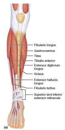 MUSCLES OF THE ANTERIOR COMPARTMENT These muscles are the primary toe extensors and ankle