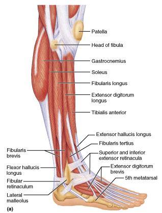 MUSCLES OF THE LATERAL COMPARTMENT These muscles plantar flex and