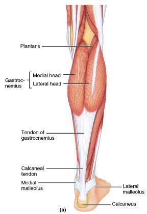 MUSCLES OF THE POSTERIOR COMPARTMENT These muscles primarily flex the foot and the toes They