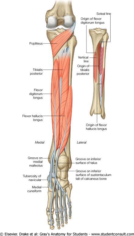 DEEP POSTERIOR COMPARTMENT Popliteus Origin - lateral condyle femur and lateral meniscus Insertion proximal tibia Action flex and medially rotate leg Flexor digitorum longus Origin - tibia Insertion