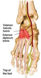 EXTENSOR DIGITORIUM BREVIS ORIGIN INSERTION : Calcaneus anterior surface : Proximal phalynx of 1 st 4 th toes Muscle divides into 4 tendons for medial 4 th toe The medial most part of muscle
