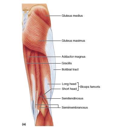 THE GLUTEAL AND POSTERIOR