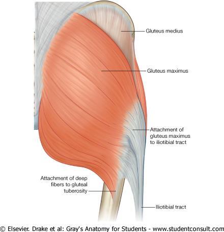 Gluteus minimus: help stabilize hip Joint to allow fluent bipedal walking GLUTEALS Gluteus