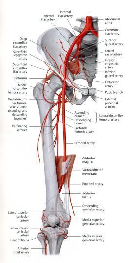 lateral femoral