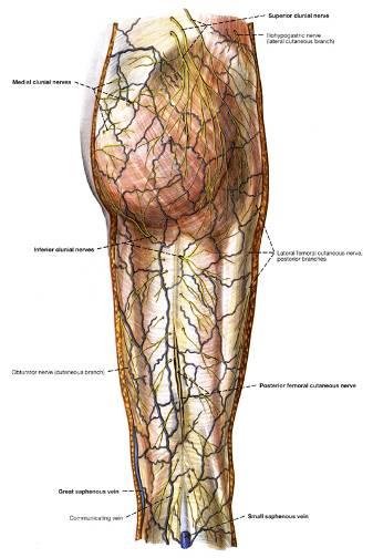 Fascia of the Lower Limb Gluteal