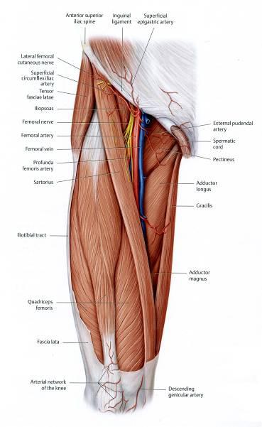 Anterior (extensor) compartment of the thigh