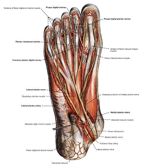 Innervation of intrinsic muscles of the foot Medial plantar n flexor digitorum brevis flexor hallucis brevis abductor hallucis m 1st lumbrical