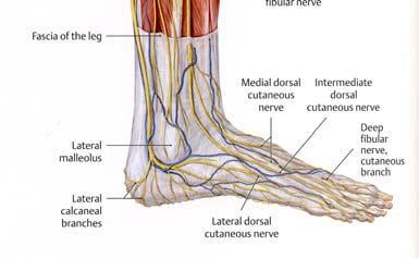 Lateral crural