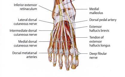 nerve Tibialis anterior m.