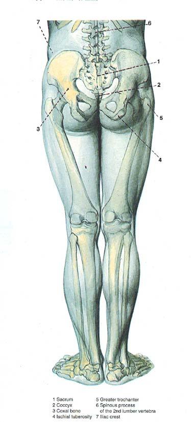 Segments of the Lower Limb Limb Girdle