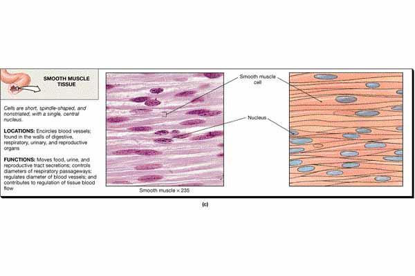 Types of Muscle Tissue: Smooth (visceral) muscle tissue Makes up walls of organs & blood vessels Tissue is non-striated &