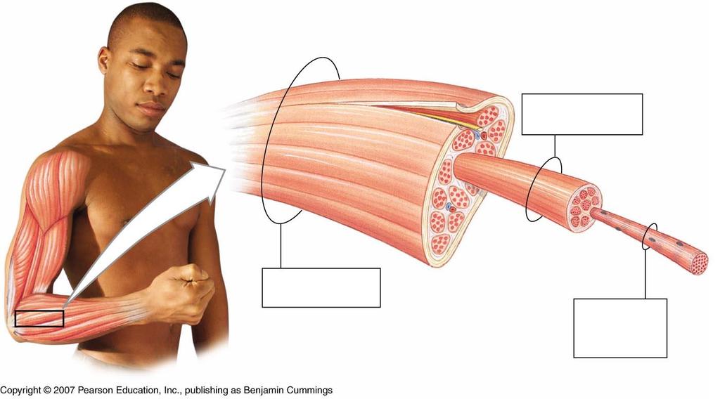 Anatomy of skeletal muscles (pg.