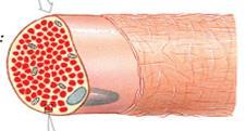 Organization of Skeletal Muscles endomysium This is a muscle fiber.